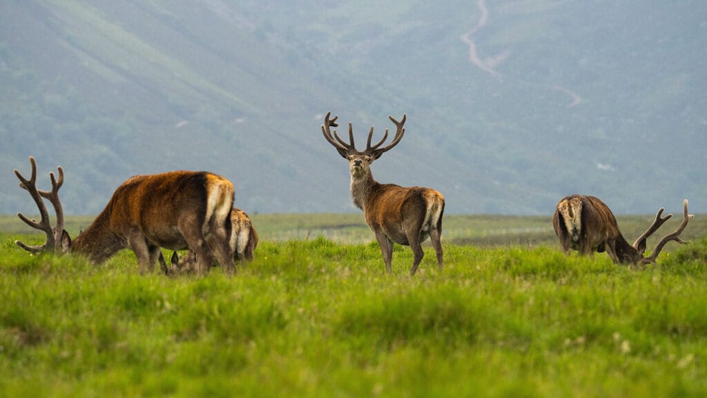 Herd of Red Deer in a field in Ireland
