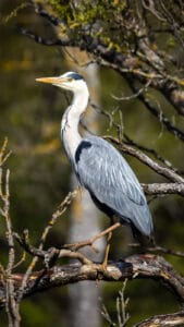 Irish Grey Heron perched on a branch of a tree in over a lake in Killarney