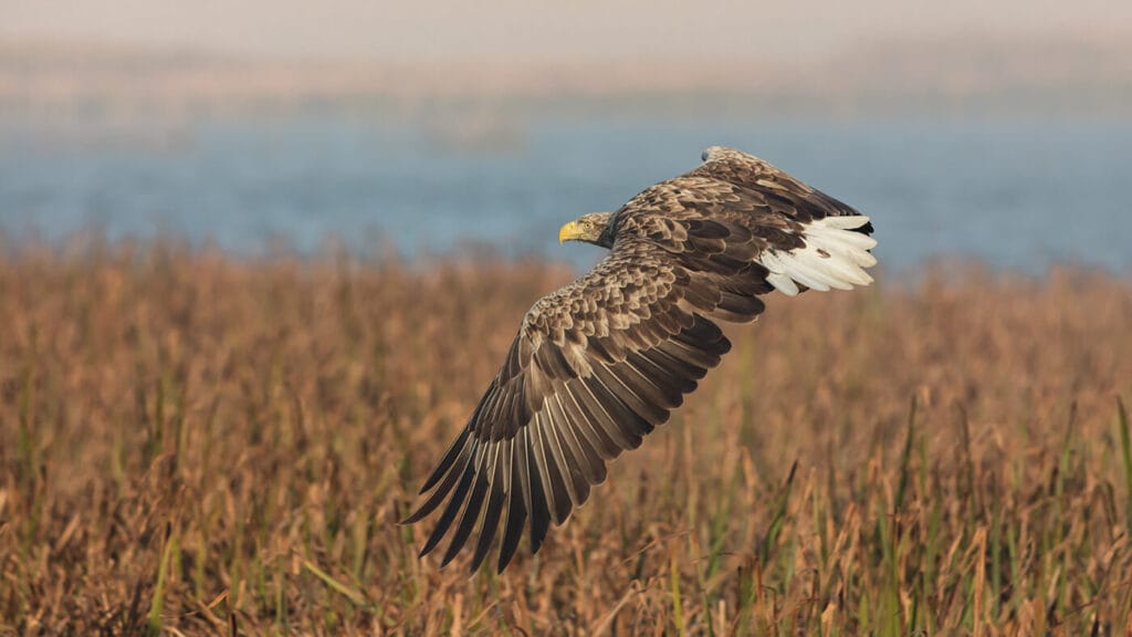 White Tailed Eagle in flight over the lakes of Killarney