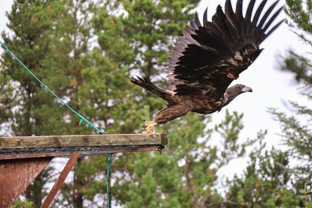 A White Tailed Eagle being released into Killarney National Park. The photo shows the Eagle on the edge of the door of its enclosure with its wings majestically outstretched as it launches itself into the sky.