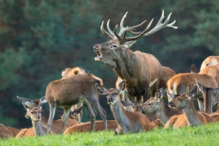 Red deer male with a harem of female deers in the rutting season in Killarney